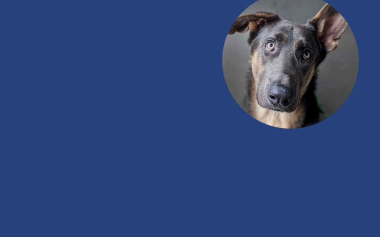 Hayden the dog (305043) on blue background