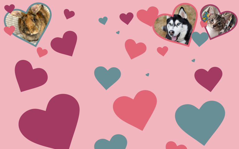 MCAS Valentine Adoption Special Featured Image - with adoptable pet alumni and heart shapes on a pink background