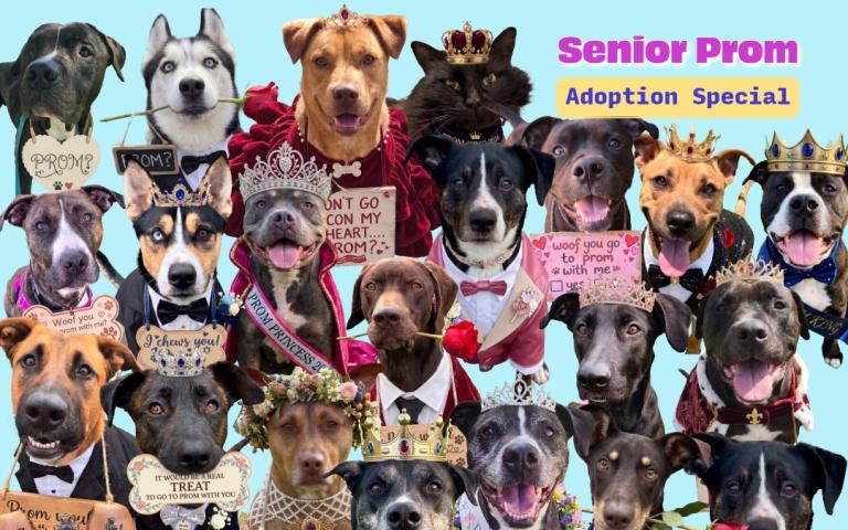 Senior Prom Adoption Special feature image, with a cluttered collage of shelter pets asking you to prom.